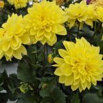 Георгин Labbella Grande Yellow от Завода ФЛОРА