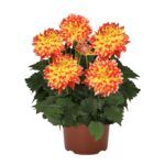 Георгин Hypnotica Candy Corn от Завода ФЛОРА