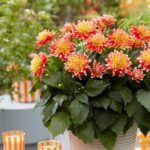 Георгин Hypnotica Candy Corn от Завода ФЛОРА