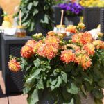 Георгин Hypnotica Candy Corn от Завода ФЛОРА