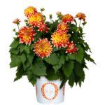 Георгин Hypnotica Candy Corn от Завода ФЛОРА