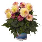 Георгин Hypnotica Tropical Breeze от Завода ФЛОРА