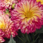 Георгин Hypnotica Tropical Breeze от Завода ФЛОРА