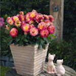 Георгин Hypnotica Tropical Breeze от Завода ФЛОРА