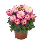 Георгин Hypnotica Tropical Breeze от Завода ФЛОРА