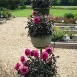 Георгин City Lights™ Neon Dahlia от Завода ФЛОРА