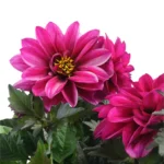 Георгин City Lights™ Neon Dahlia от Завода ФЛОРА