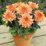 Георгин XXL Hidalgo от Завода ФЛОРА