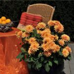 Георгин XXL Hidalgo от Завода ФЛОРА