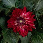 Георгин Raspberry Ice от Завода ФЛОРА