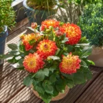 Георгин Labella Maggiore Fun Flame от Завода ФЛОРА