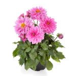 Георгин Dahlia Labella Grande Pink от Завода ФЛОРА