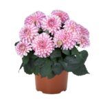 Георгин Hypnotica® Rose Swirl от Завода ФЛОРА