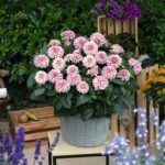 Георгин Hypnotica® Rose Swirl от Завода ФЛОРА