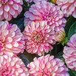 Георгин Hypnotica® Rose Swirl от Завода ФЛОРА