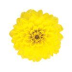 Георгин Hypnotica® Yellow от Завода ФЛОРА