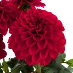 Георгин Labella Grande Red от Завода ФЛОРА