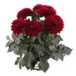 Георгин Labella Grande Red от Завода ФЛОРА