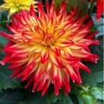 Георгин Hypnotica® Yellow Bicolor от Завода ФЛОРА