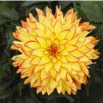 Георгин Hypnotica® Yellow Bicolor от Завода ФЛОРА