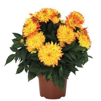 Георгин Hypnotica® Yellow Bicolor от Завода ФЛОРА