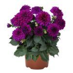 Георгин Hypnotica®Purple от Завода ФЛОРА