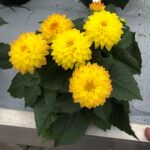 Георгин Labella Piccolo Yellow от Завода ФЛОРА