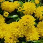 Георгин Labella Piccolo Yellow от Завода ФЛОРА