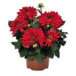 Георгин XXL Ruby Red от Завода ФЛОРА