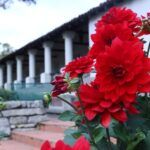 Георгин XXL Ruby Red от Завода ФЛОРА