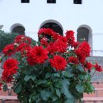 Георгин XXL Ruby Red от Завода ФЛОРА