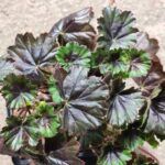 Пеларгония Steffens Blackie от Завода ФЛОРА