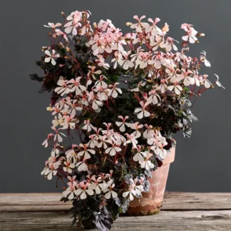 Пеларгония Steffens Blackie от Завода ФЛОРА