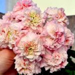 Пеларгония ЮВ Северная Андромеда от Завода ФЛОРА