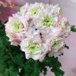 Пеларгония ЮВ Северная Андромеда от Завода ФЛОРА