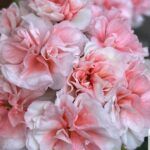 Пеларгония ЕС Персиковый авантюрин от Завода ФЛОРА