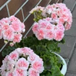 Пеларгония ЕС Персиковый авантюрин от Завода ФЛОРА