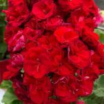 Пеларгония ИВ Королева Бирмы от Завода ФЛОРА