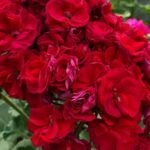 Пеларгония ИВ Королева Бирмы от Завода ФЛОРА