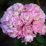 Пеларгония розебудная ЮГ Пани Валевска от Завода ФЛОРА