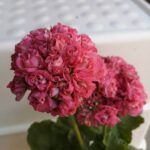 Пеларгония розебудная ЮГ Пани Валевска от Завода ФЛОРА