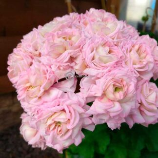 Пеларгония зонартик ЮВ Звезда Водолея от Завода ФЛОРА