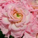 Пеларгония зонартик ЮВ Звезда Водолея от Завода ФЛОРА