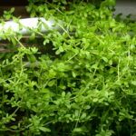 Бакопа Монье/Брахми от Завода ФЛОРА