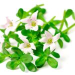 Бакопа Монье/Брахми от Завода ФЛОРА