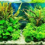 Бакопа Монье/Брахми от Завода ФЛОРА