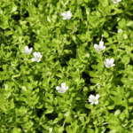 Бакопа Монье/Брахми от Завода ФЛОРА