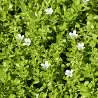 Бакопа Монье/Брахми от Завода ФЛОРА