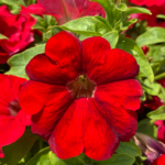 Петуния SurfiniaTrailing Big Red от Завода ФЛОРА