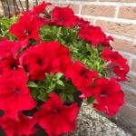 Петуния SurfiniaTrailing Big Red от Завода ФЛОРА